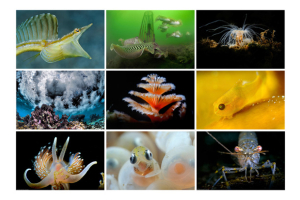 Cursussen onderwaterfotografie najaar 2026