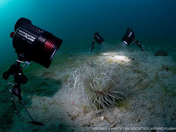Backscatter Hybrid Flash HF-1 groothoek flitser en videolamp