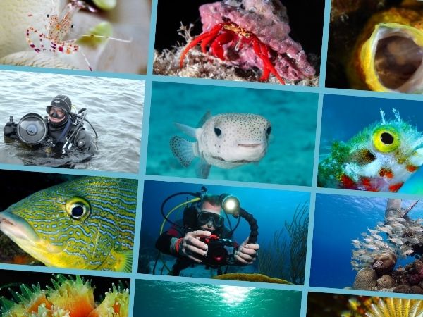 Cursusagenda Onderwaterfotografie voorjaar 2026