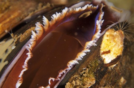 WK Onderwaterfotografie 2015 in Zeeland