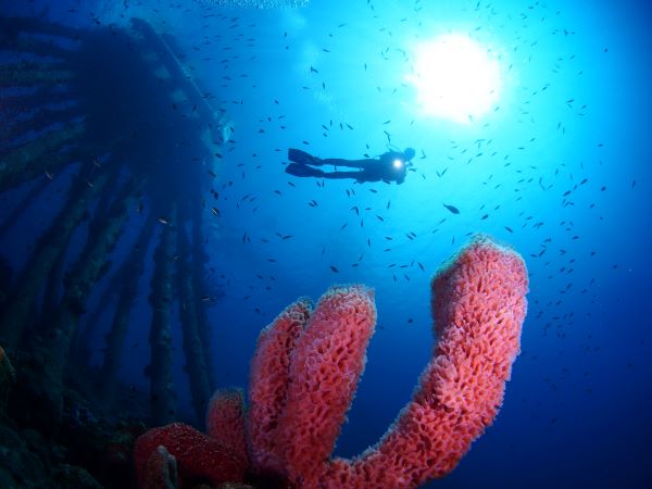 Gemaakt met een Olympus OM-D E-M5 met Nauticam housing