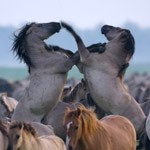Onderwaterhuizen voor bioscoopfilm "De nieuwe wildernis"