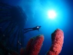 14th CMAS Underwater Photography World Championship