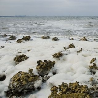 Troebel zeewater en schuim: de algen bloeien weer in zee