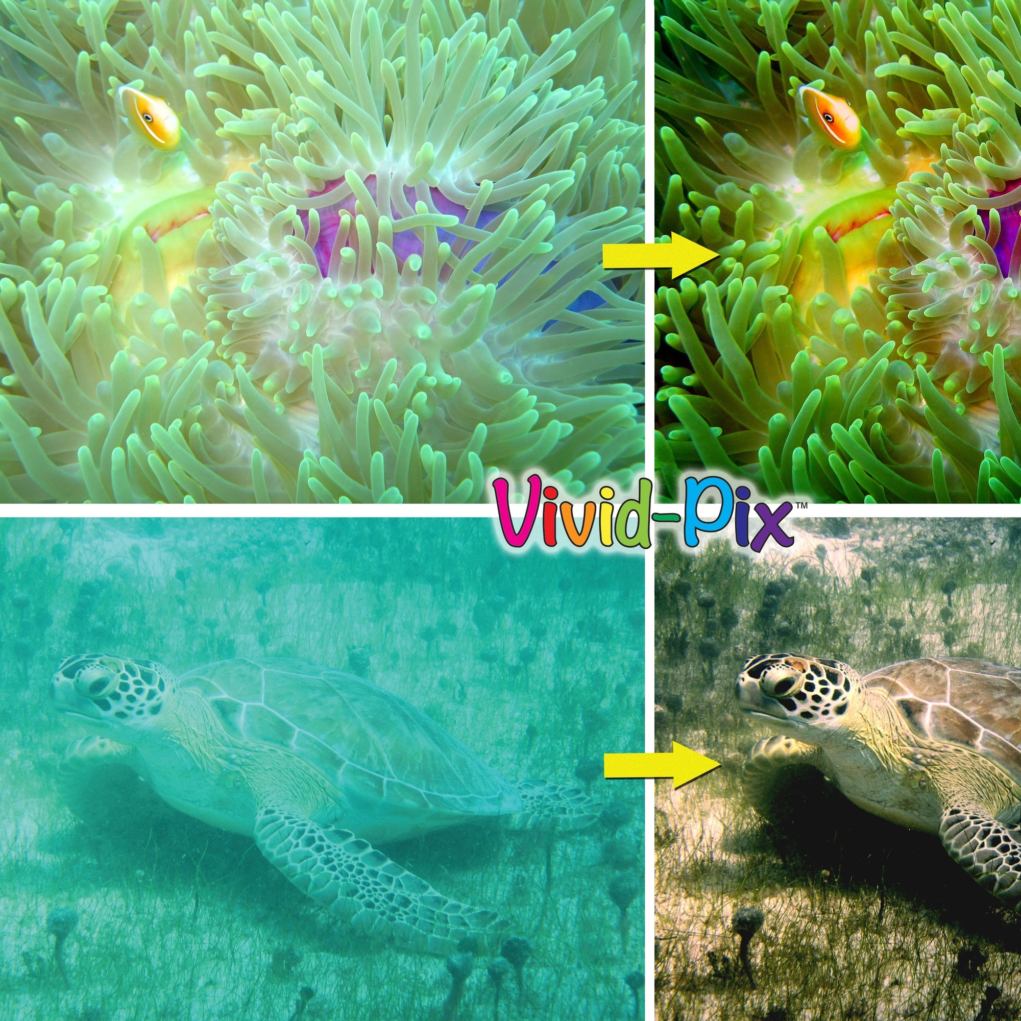 Review - Vivid-Pix software voor bewerking van onderwaterfoto's