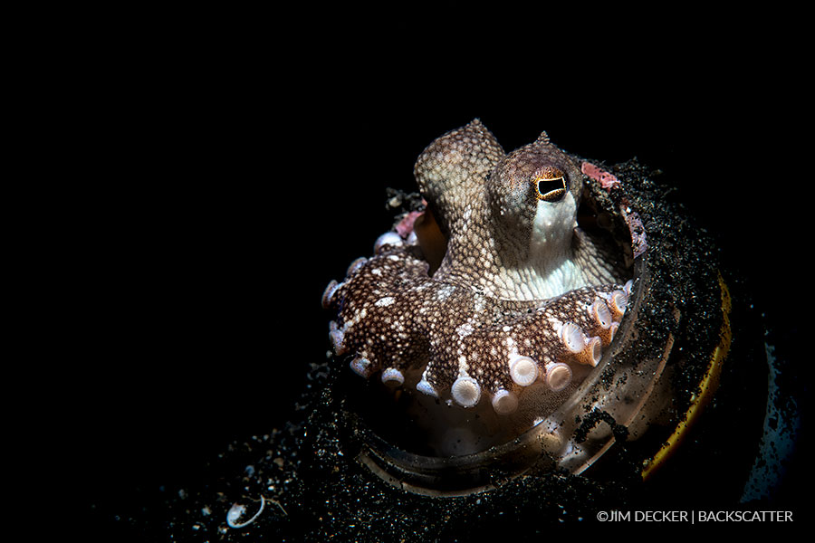 Backscatter mini flash