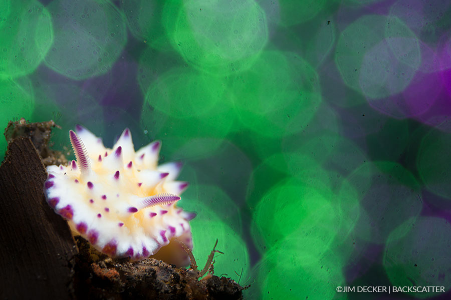 Backscatter mini flash