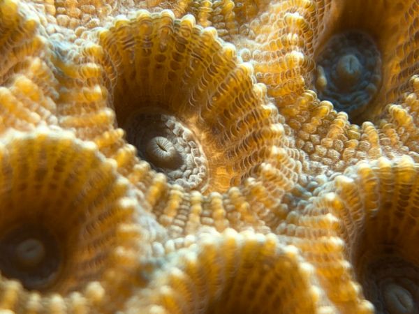 Macro foto gemaakt met smartphone onderwaterhuis