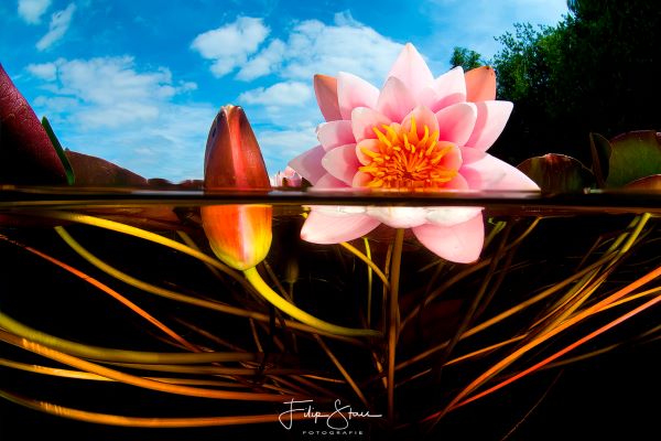 Half-half onderwaterfoto