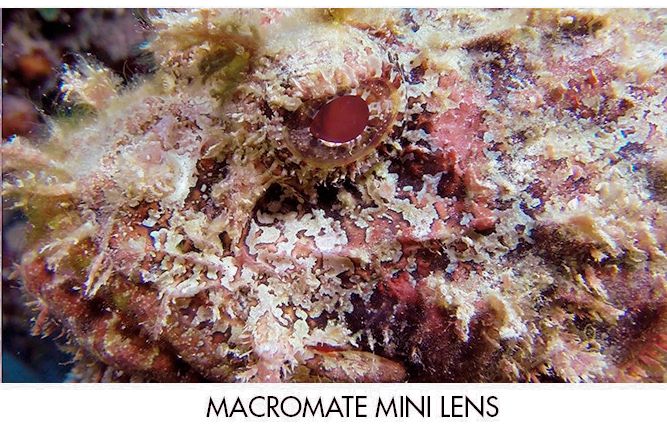 Schorpioenvis met macromate mini