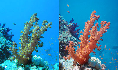 Voorbeeld: Links zonder-, en rechts met rood filter