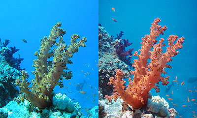Voorbeeld: Links zonder-, en rechts met rood filter Voorbeeld: Links zonder-, en rechts met rood filter