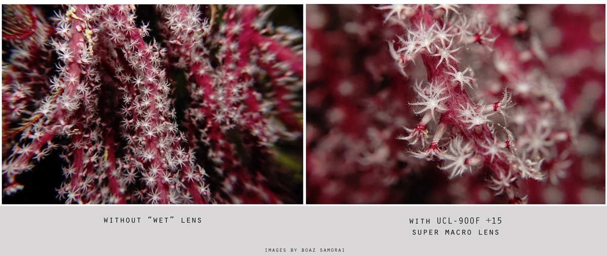Comparison without or with super macro lens Comparison without or with super macro lens
